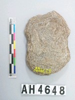 藏品(中砝碼型石網墜)的圖片